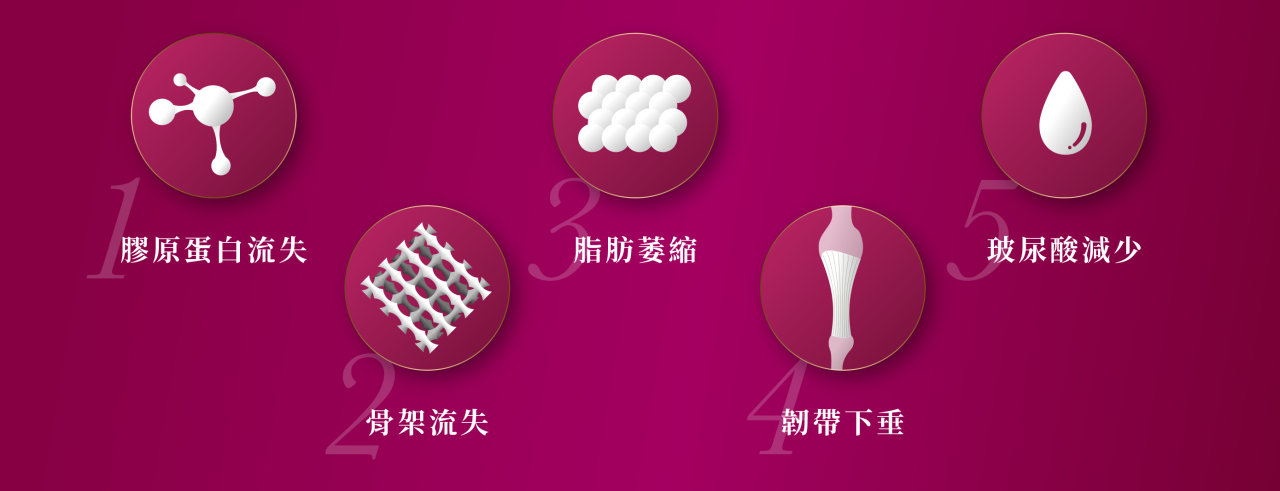 皮膚老化五大原因圖解 - 包含膠原蛋白流失、骨架流失、脂肪萎縮、韌帶下垂與玻尿酸減少