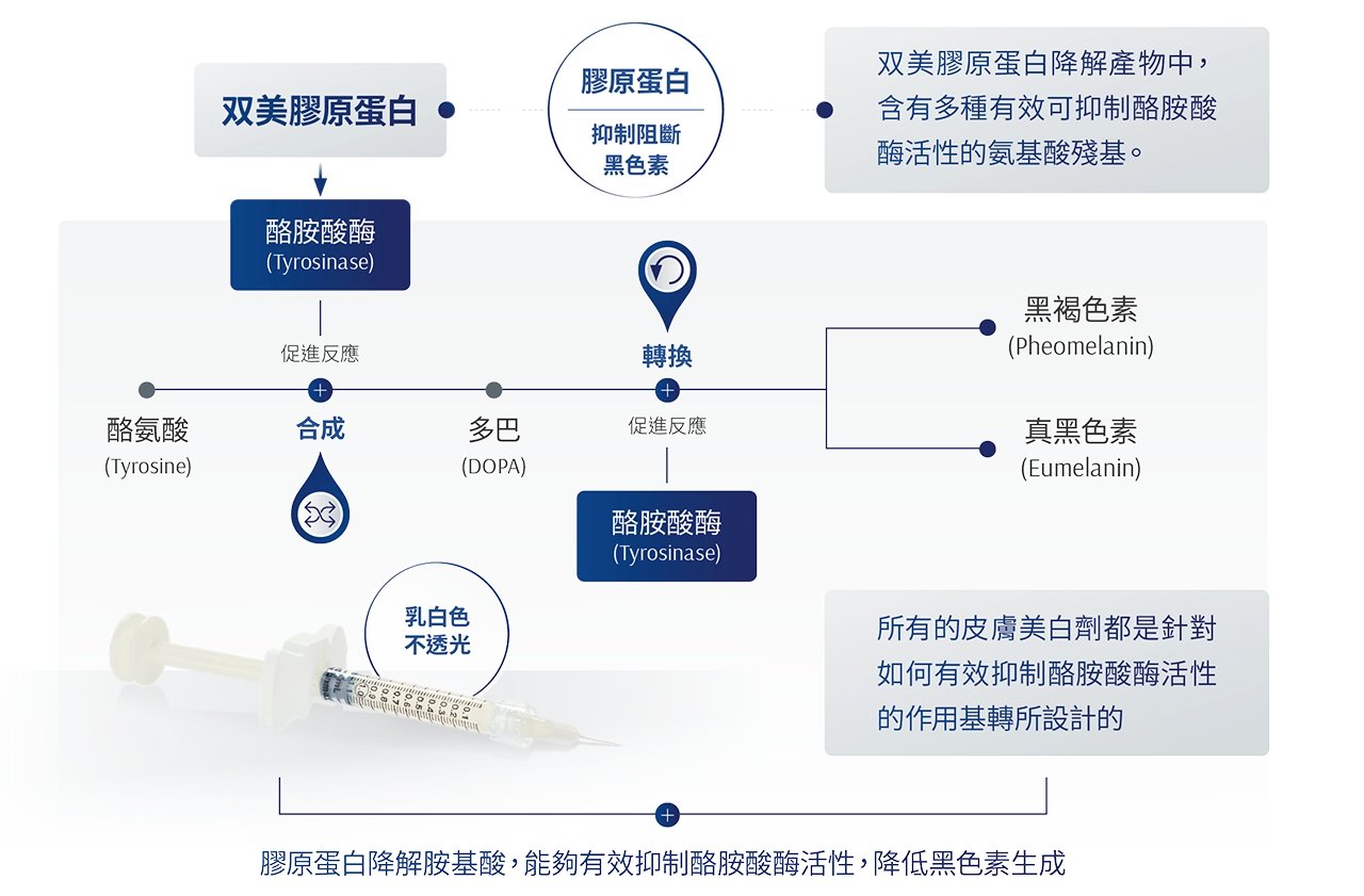 膚力原膠原蛋白抑制黑色素作用原理圖 - 說明膠原蛋白降解物抑制酪胺酸酶活性